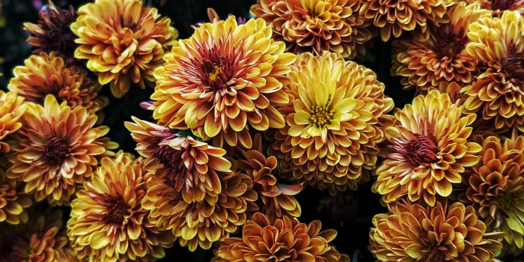 Flowers that cause allergies Dahlias