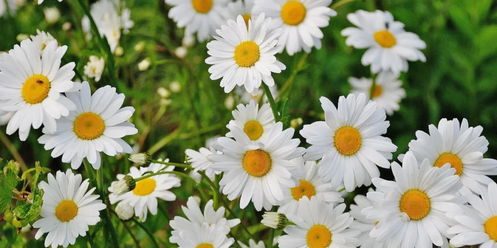Flowers that cause allergies Daisy
