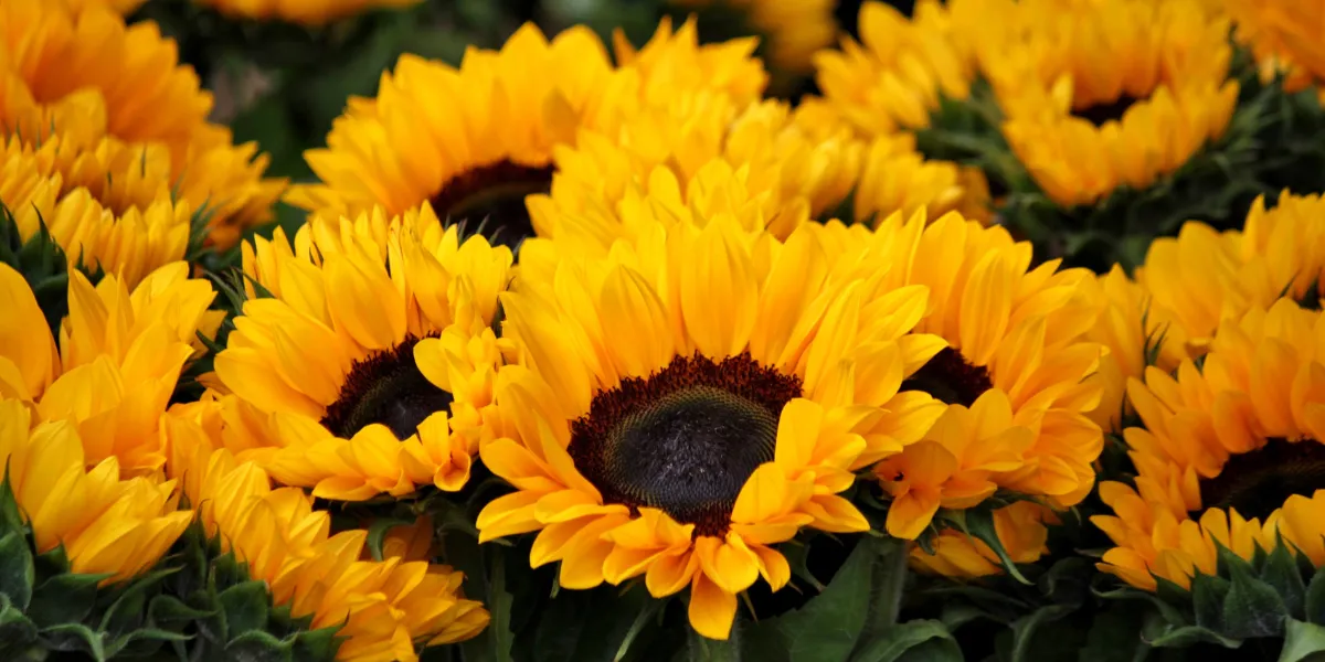 Flowers that cause allergies Sunflowers 1