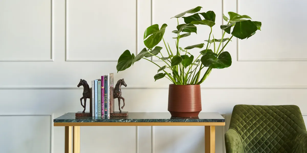 Why indoor plants make the perfect gift