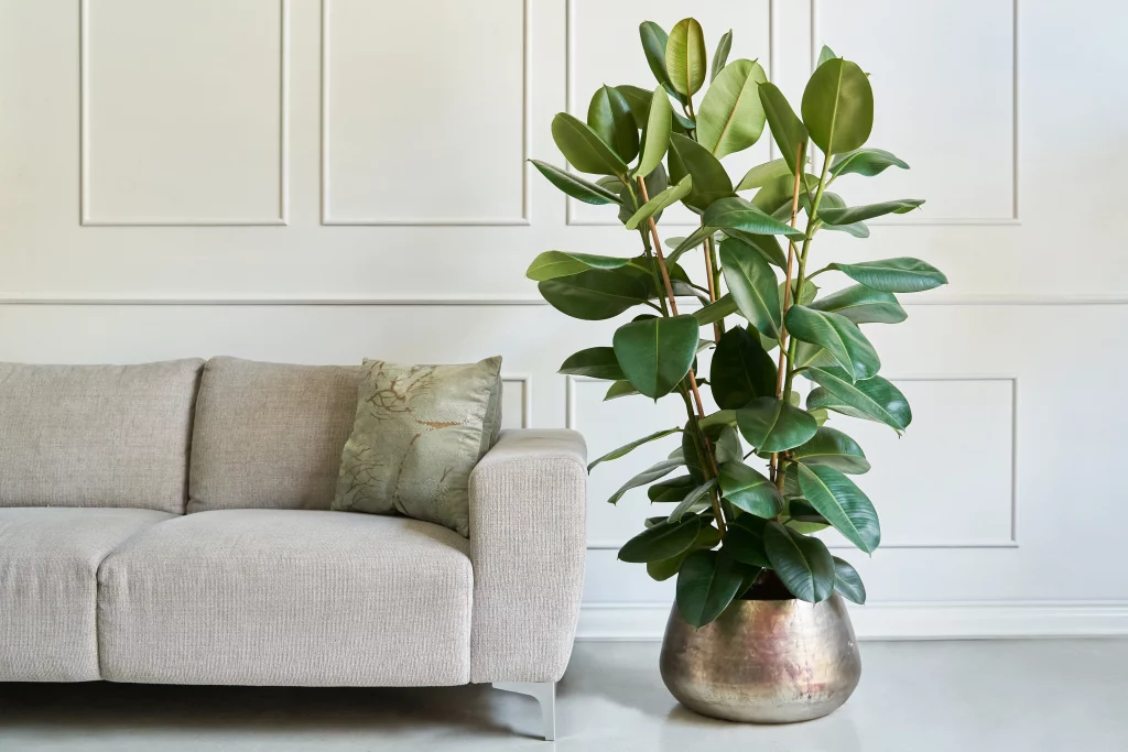 Why indoor plants make the perfect gifts 