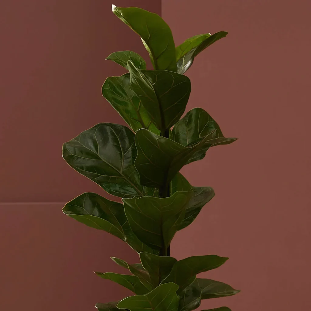fiddle leaf plant