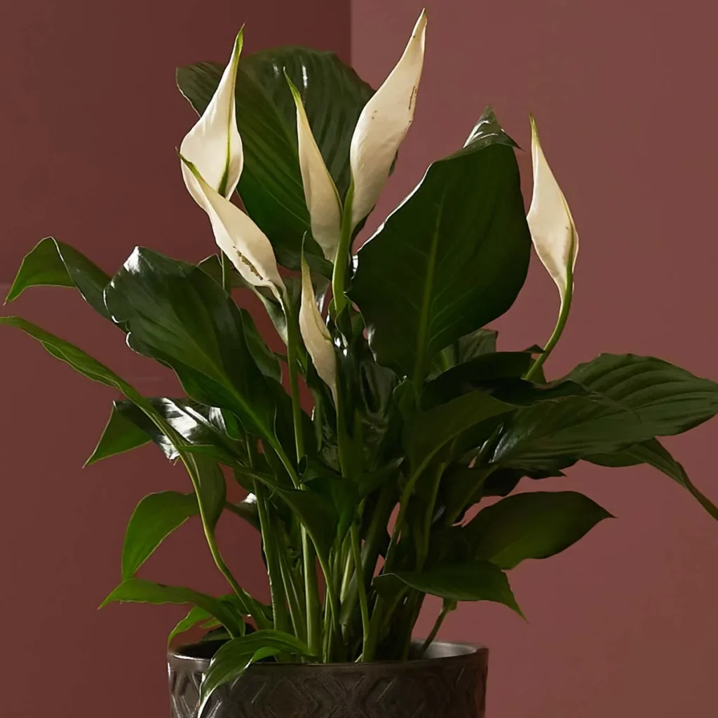 peace lily on pella vase detailed