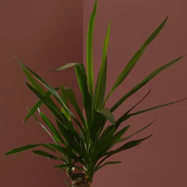 yucca plant detailed