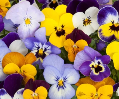 Viola bloom in winter