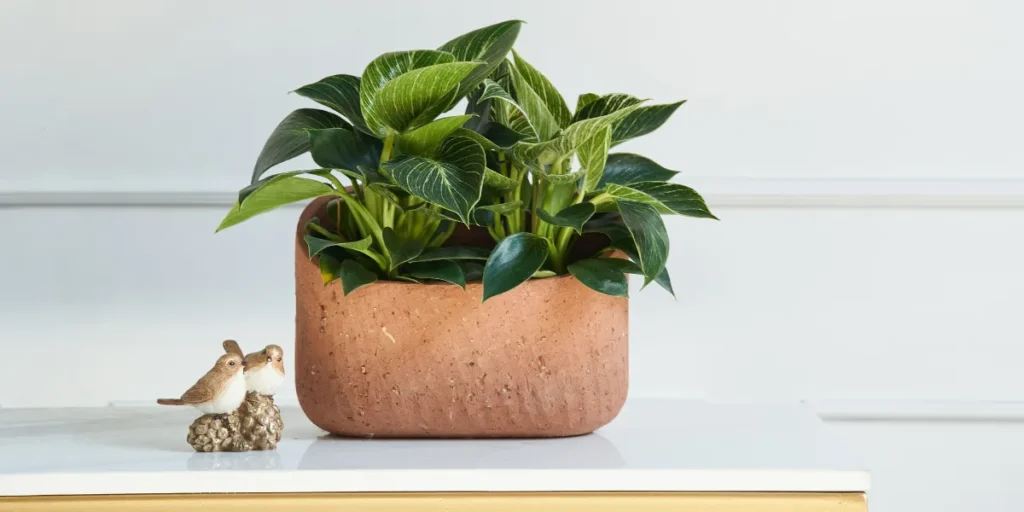 5 of the Easiest Houseplants to Maintain