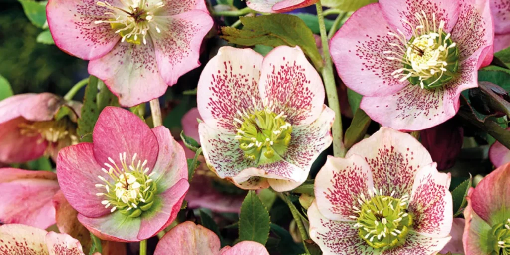A Fascinating Story Behind the Christmas Rose