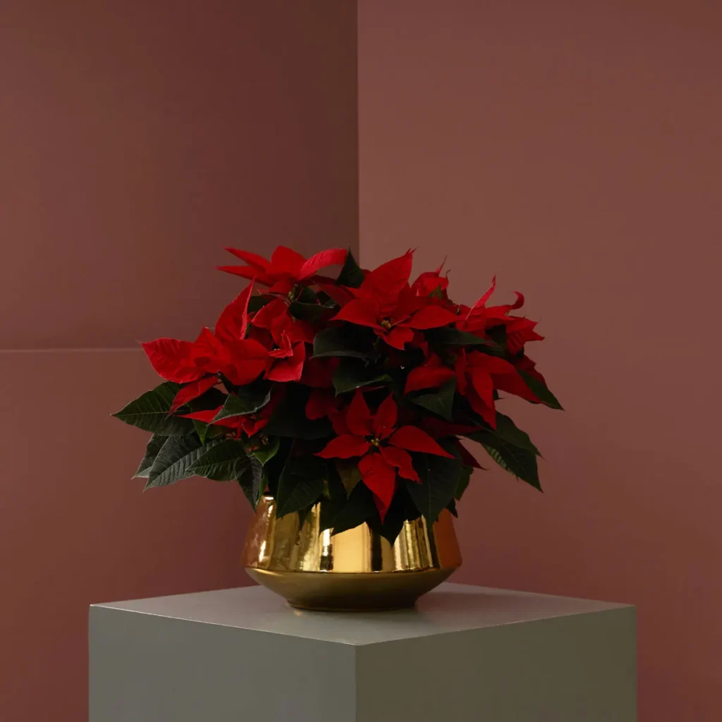 Gold and Poinsettia
