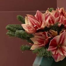 festive amaryllis detailed