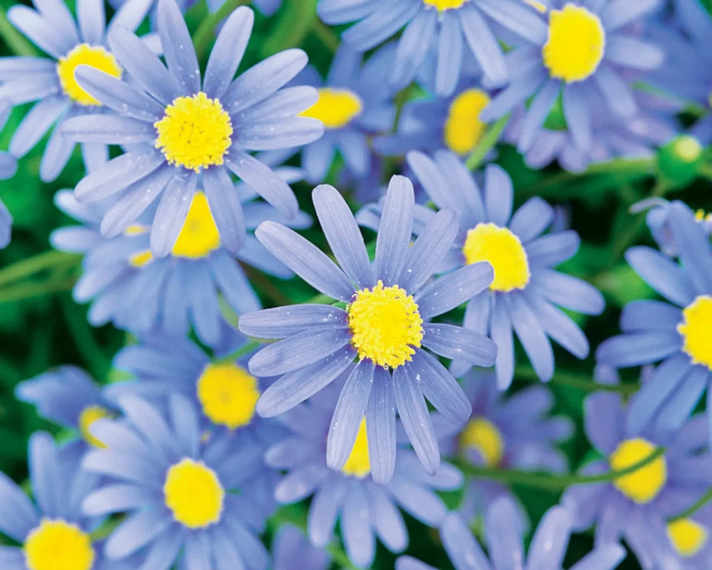Blue daisy 1024x819 1