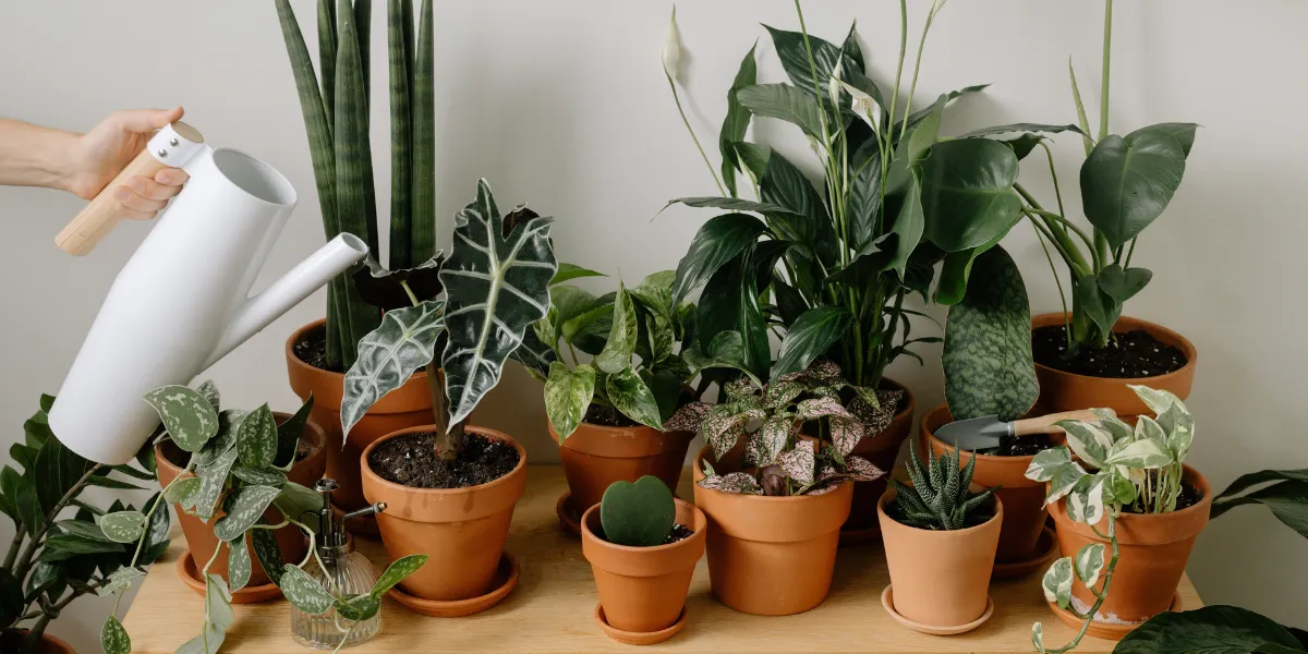 How to recharge this winter with a self care routine incorporating indoor plant care