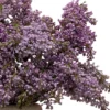 Lilac For You detailed 4