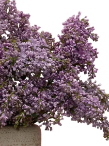 Lilac For You detailed 4