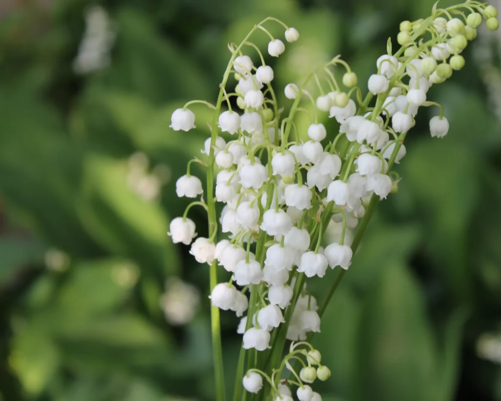 Lily of the valley 1024x819 1
