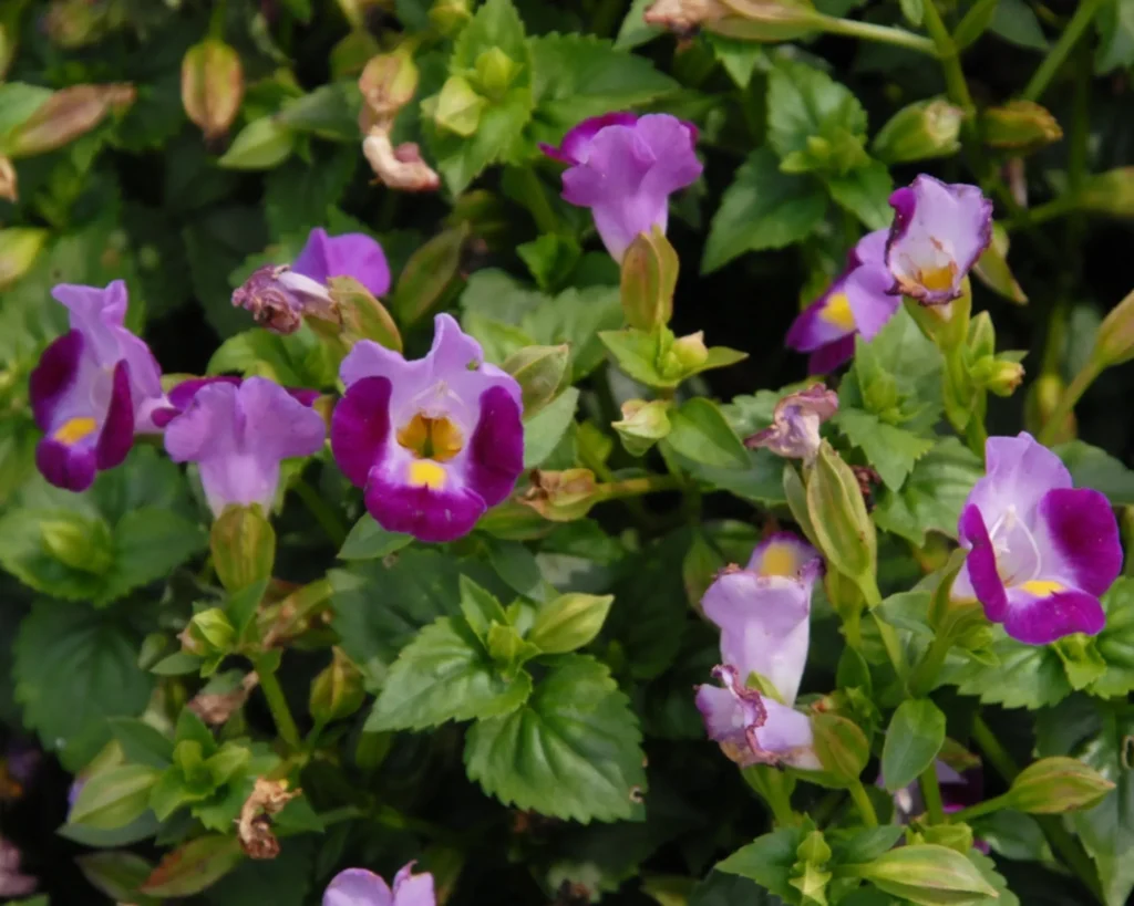 Wish bone 1024x819 1