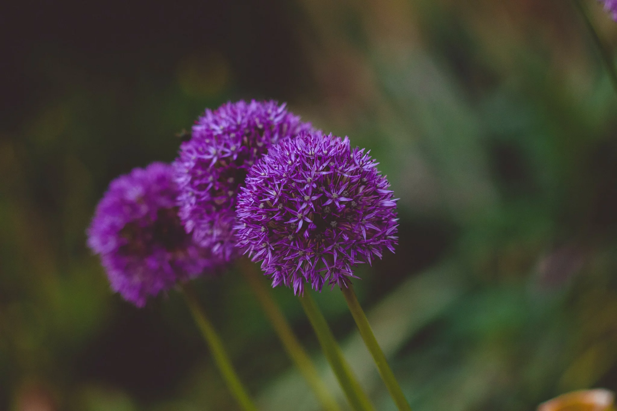 Allium 2048x1365 1