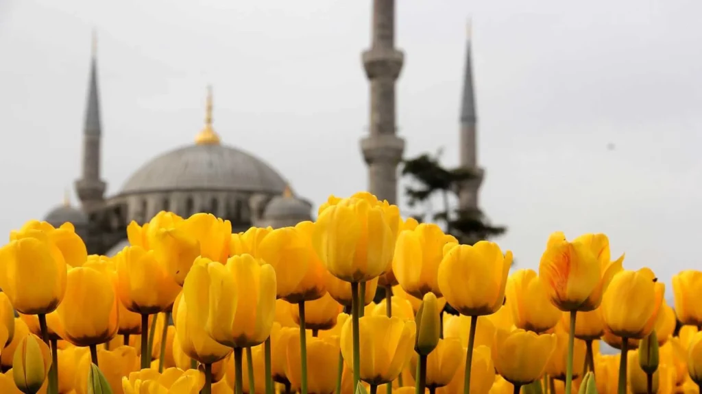 Ottoman Tulip