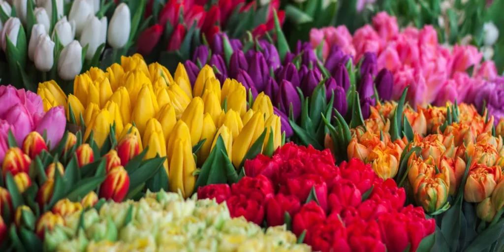 The Rich History of Tulips
