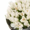 White Tulip 50 stems NEW ITEM 27 JUNE 24 2023