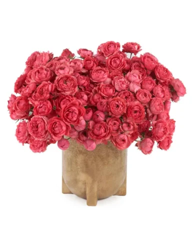 Raspberry Bloomsnew vase JUNE 12 2023