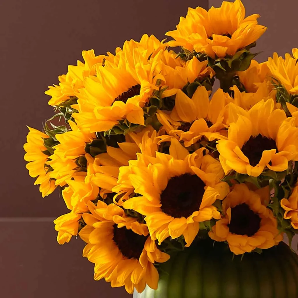 radiant sunflower detailed