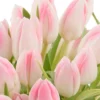 Charming Pink Tulips JUNE 24 2 2023 1