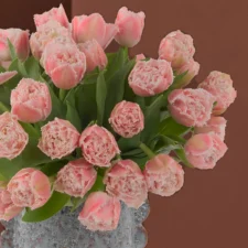 Delicate Pink Tulips detailed