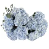 Hydrangea Blue SUPERB JUNE 6 2023 9 top