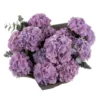 Hydrangea Royal Benefit superb JUNE 6 2023 24 top