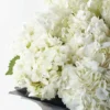 Hydrangea White GRAND JUNE 9 2023