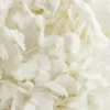 Hydrangea White SUPERB JUNE 6 2023 4 1