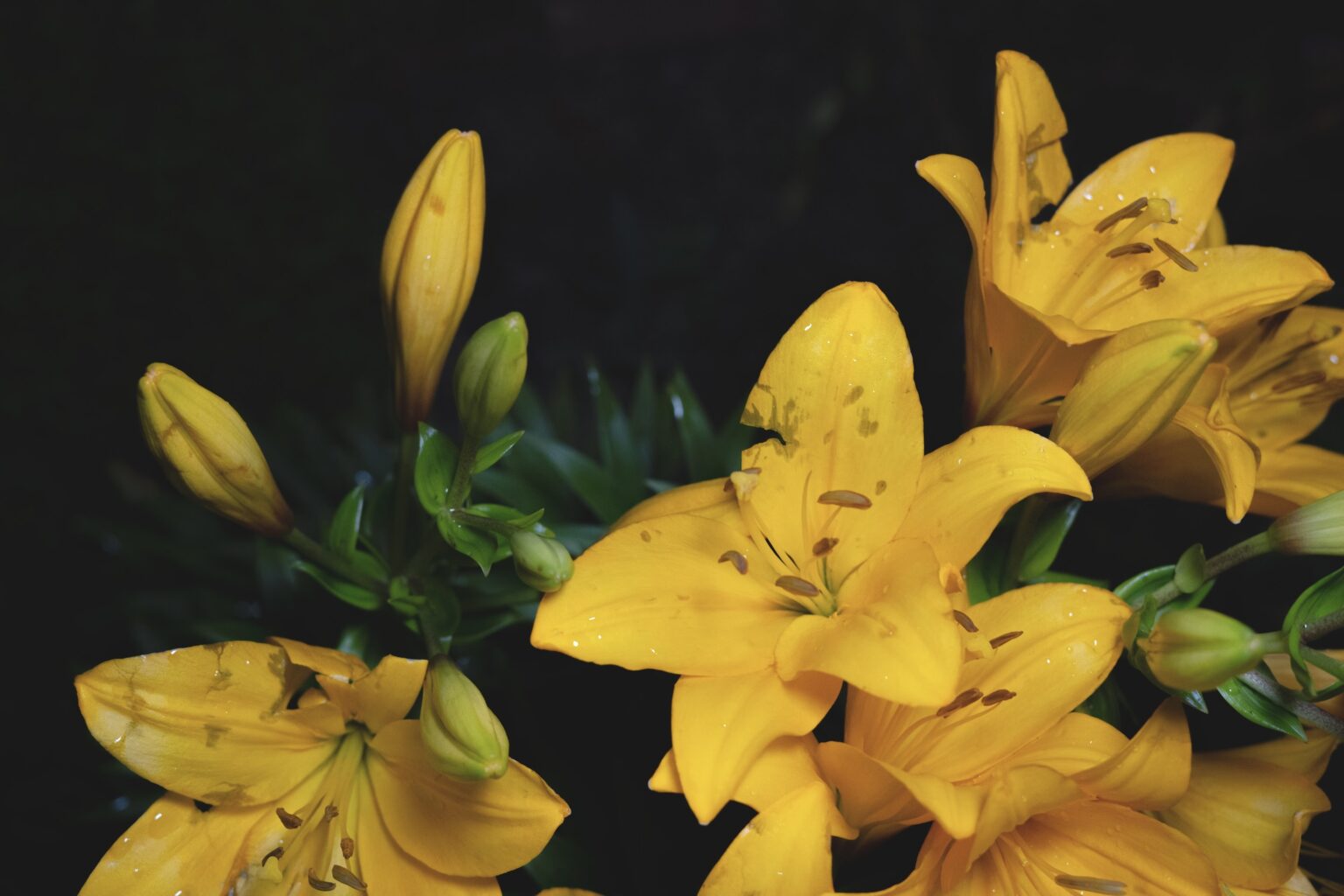 The Radiant Language of Yellow Flowers Meaning and Symbolism Darcey