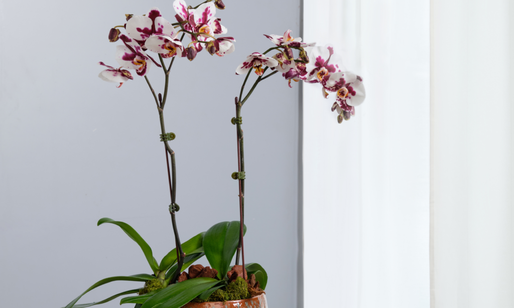 Common Mistakes to Avoid in the orchid care