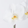 Alluring White Phalaenopsis JUNE 19 2023 1