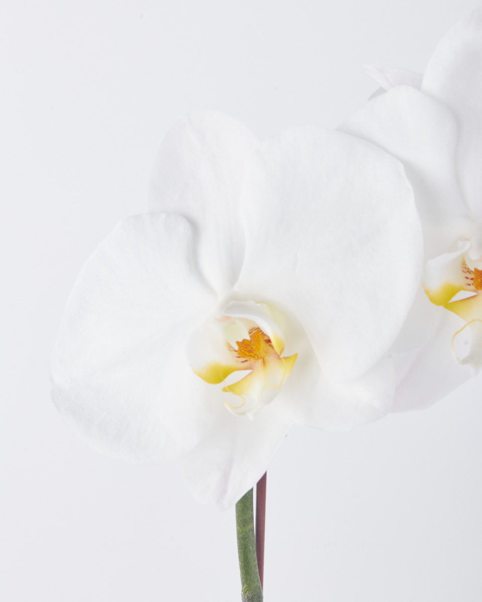 Alluring White Phalaenopsis JUNE 19 2023 1