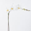 Alluring White Phalaenopsis JUNE 19 2023