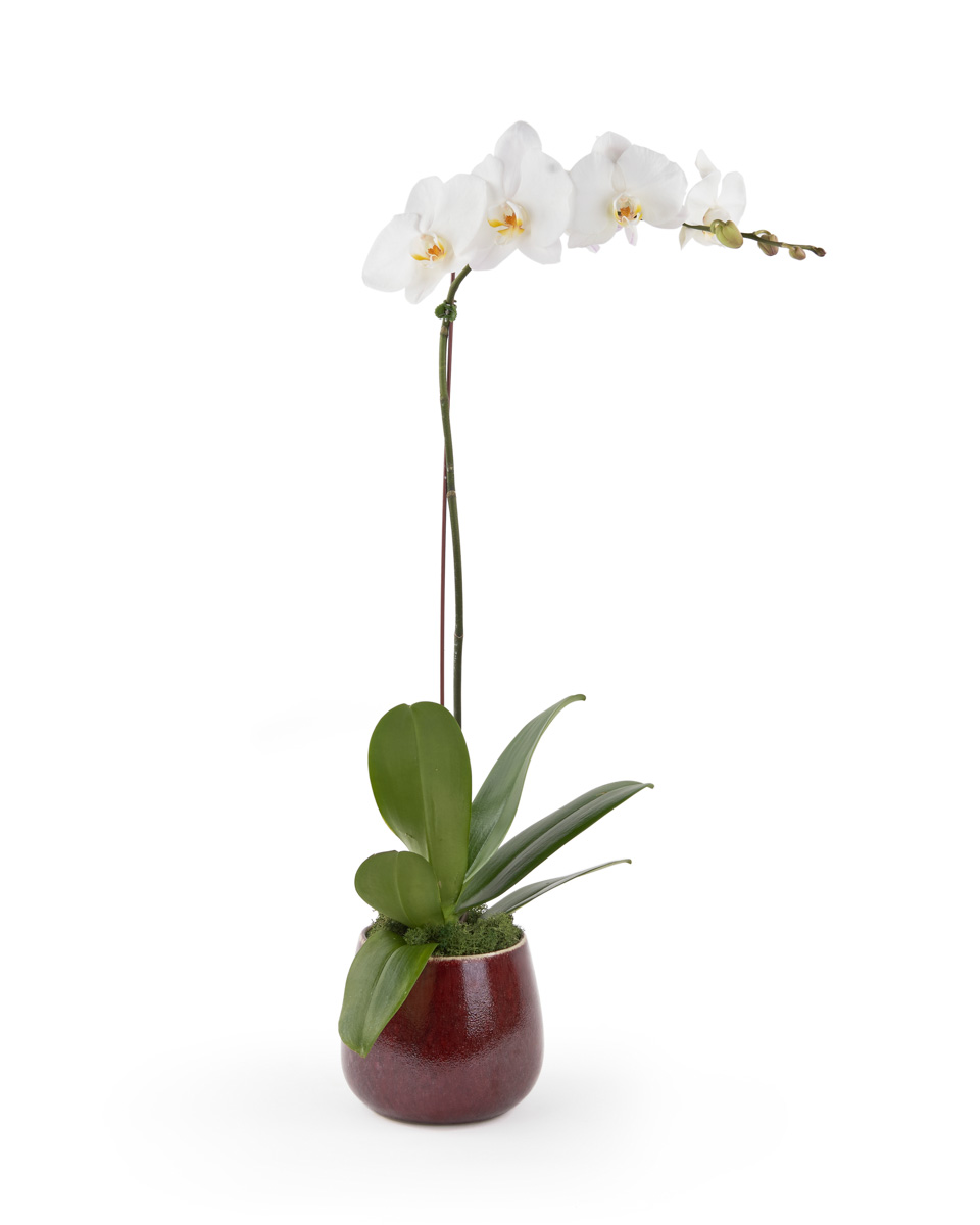 Alluring White Phalaenopsis JUNE 19 2023 2