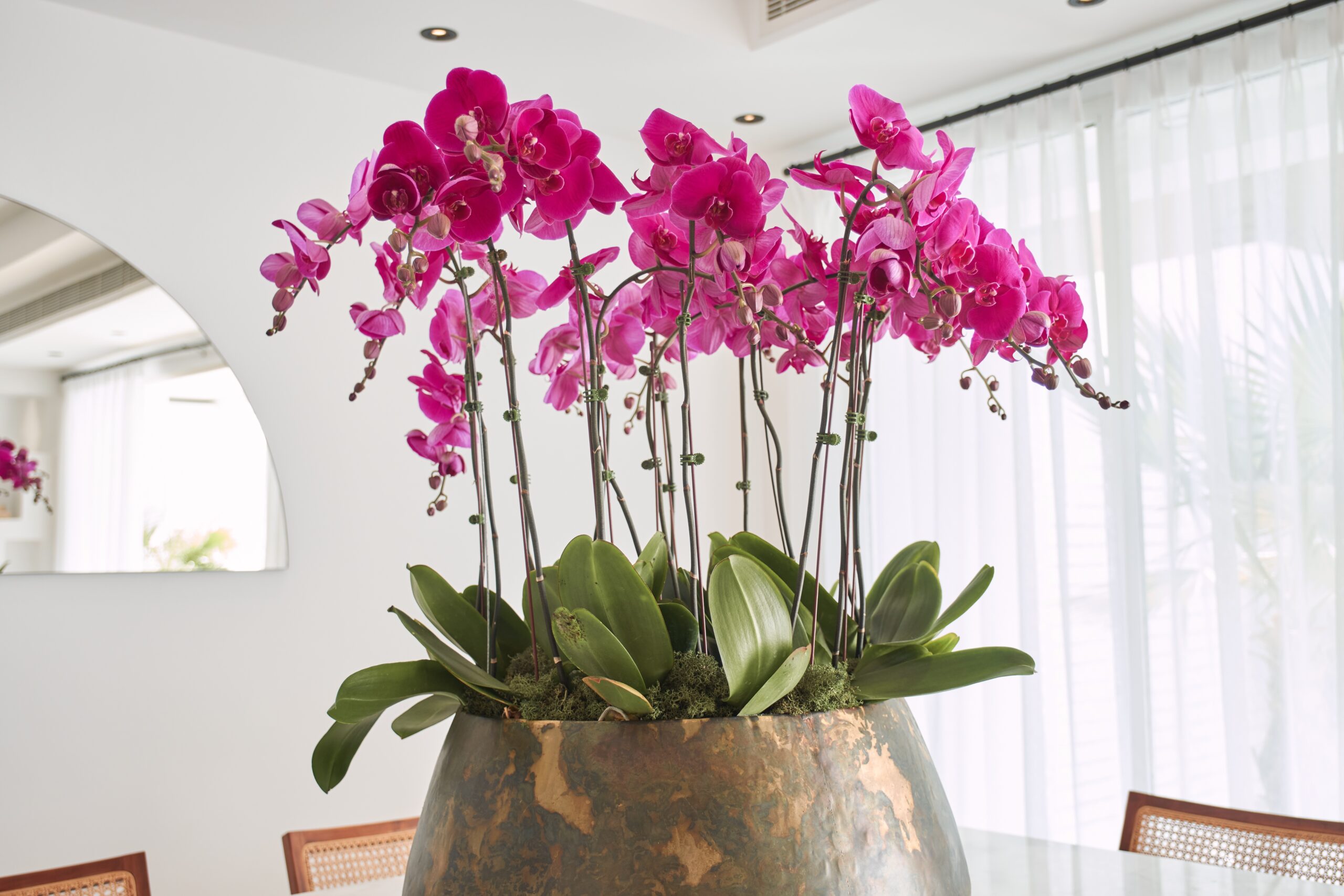 Orchids in brown vase