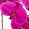 Phalaenopsis Sensation purple JUNE 15 2023