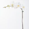 Phalaenopsis Sensation white JUNE 19 2023