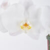 Phalaenopsis Sensation white JUNE 19 2023 2
