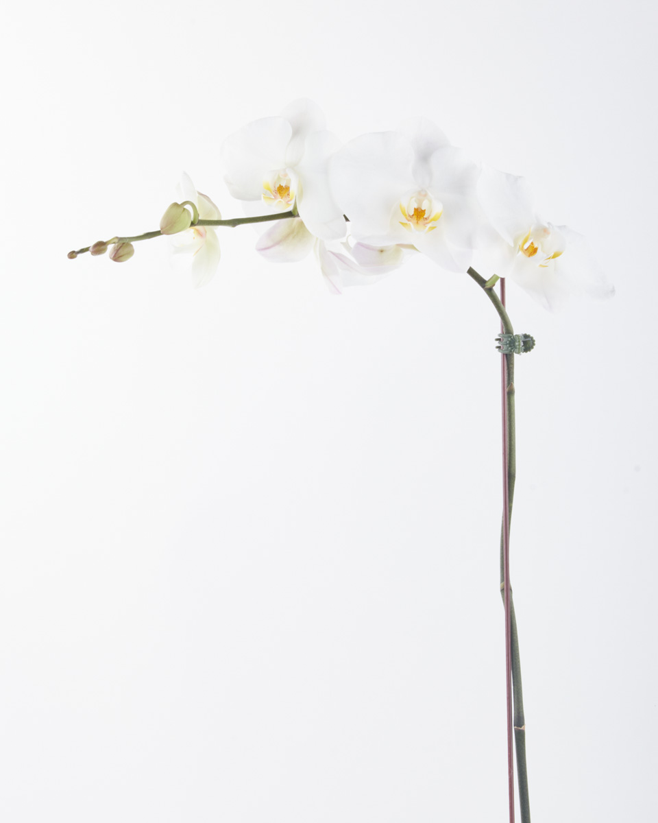 Phalaenopsis Sensation white JUNE 19 2023