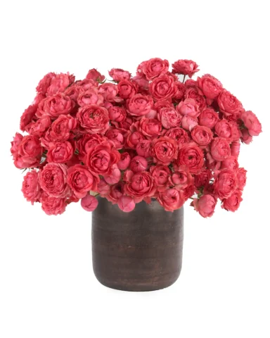 Raspberry Bloomsnew vase JUNE 12 2023 2