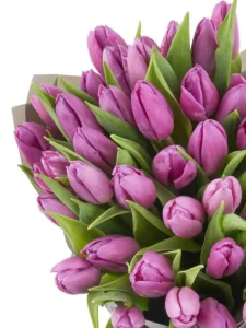 tulip wonder detailed 1