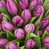 tulip wonder detailed 2
