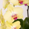 orchid dreams yellow detailed 3