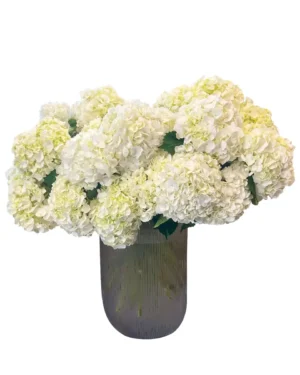 White Candy Cloud new