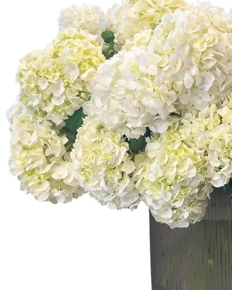 White Candy Cloud new2