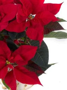 Regal PoinsettieNEW PRODUCT10 VASE CLOSEUP DETAILSPEONY RED WITHOUT WRAPPING 17