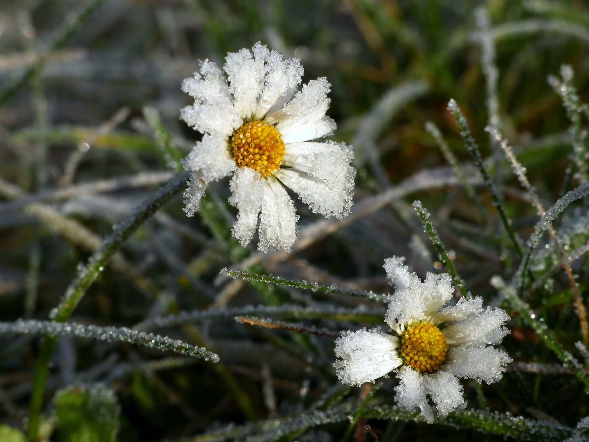 Protecting your flower 2048x1536 1